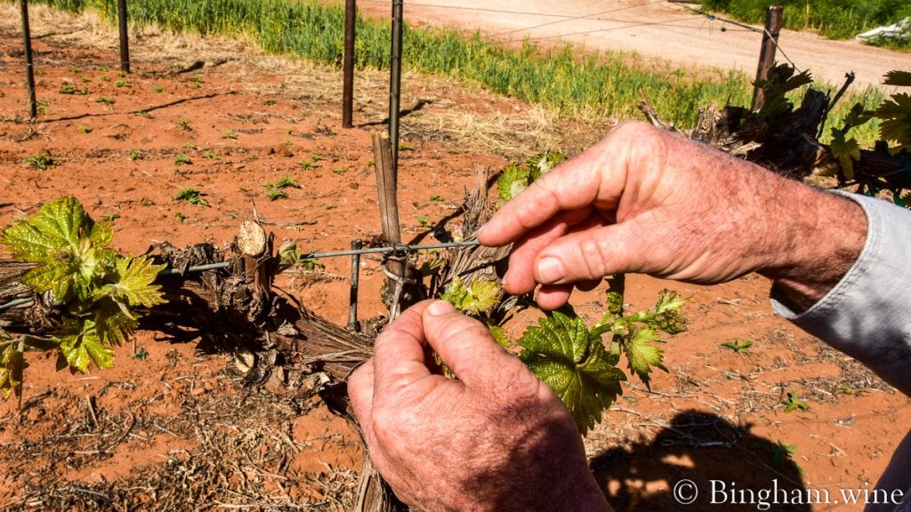 20.04.18_G-MB_100-1200x675(16x9) | Bingham Family Vineyards budding grapevine at bingham family vineyards meadow Texas
