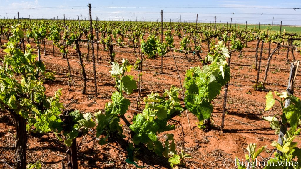20.04.18_GPetitVerdot_117-1200x675(16x9) | Bingham Family Vineyards budding grapevine at bingham family vineyards meadow Texas