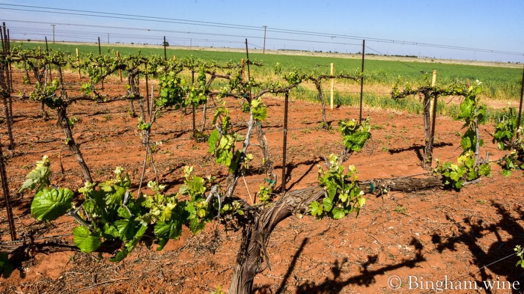 20.04.18_GPetitVerdot_119-1200x675(16x9) | Bingham Family Vineyards budding grapevine at bingham family vineyards meadow Texas