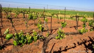 budding grapevine at bingham family vineyards meadow Texas