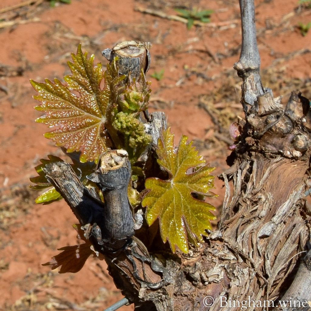 20.04.18_Malvasia Bianca_054.1200.web.1x1 | Bingham Family Vineyards budding grapevine at bingham family vineyards meadow Texas