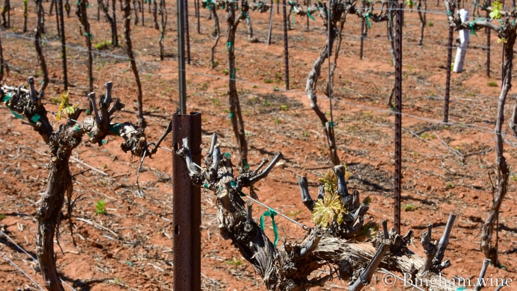20.04.18_MalvasiaBianca_052-1200x675(16x9) | Bingham Family Vineyards budding grapevine at bingham family vineyards meadow Texas