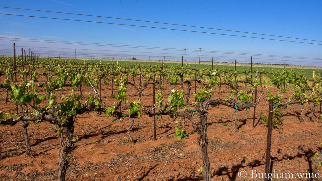 20.04.18_PetitVerdot_121-1200x675(16x9) | Bingham Family Vineyards budding grapevine at bingham family vineyards meadow Texas