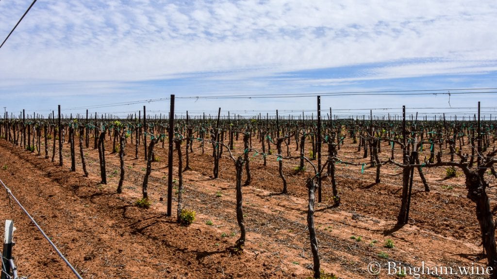 20.04.20_Viognier_020-1200x675(16x9) | Bingham Family Vineyards budding grapevine at bingham family vineyards meadow Texas