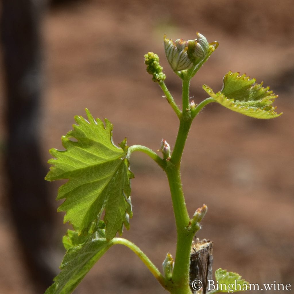 20.04.20_Viognier_024.1200.web.1x1 | Bingham Family Vineyards budding grapevine at bingham family vineyards meadow Texas