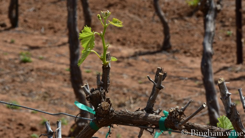 20.04.20_Viognier_026.1200.web.1x1 | Bingham Family Vineyards budding grapevine at bingham family vineyards meadow Texas