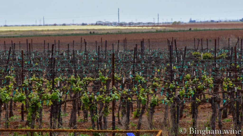 20.04.20_WineryVineyard_013-1200x675(16x9) | Bingham Family Vineyards budding grapevine at bingham family vineyards meadow Texas