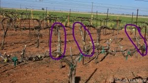budding grapevine at bingham family vineyards meadow Texas