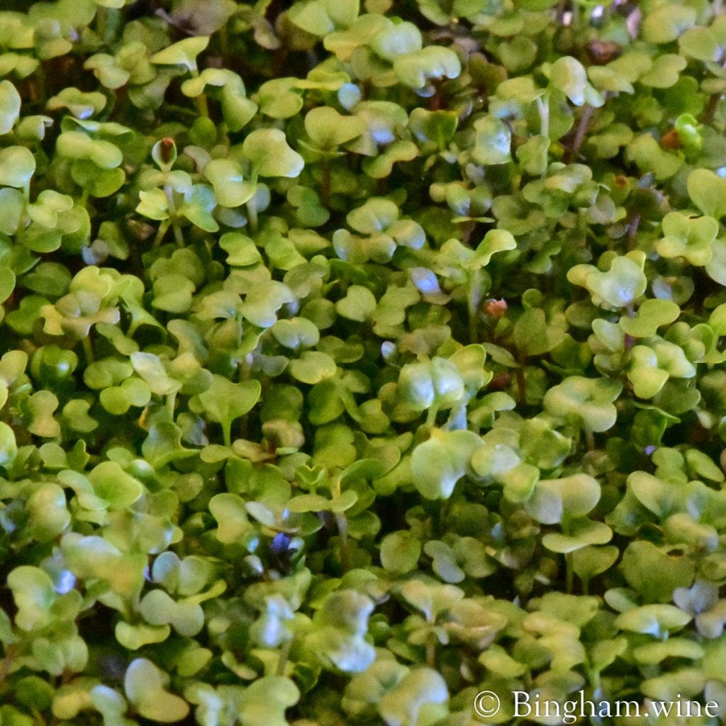20.05.03_untitled_030.1200.web_.1x1 | Bingham Family Vineyards sprats