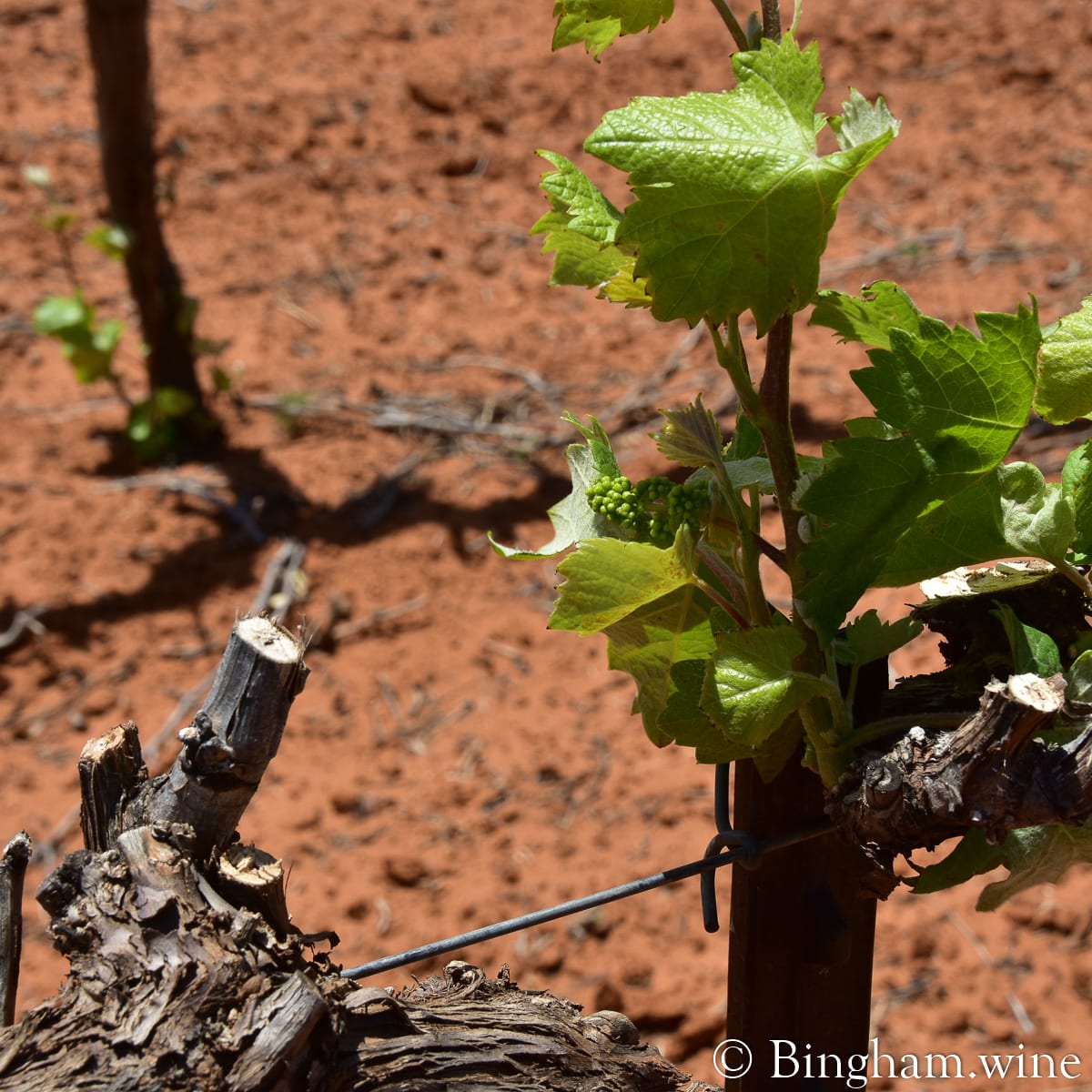 Mourvedre vines growing at Bingham Family Vineyards