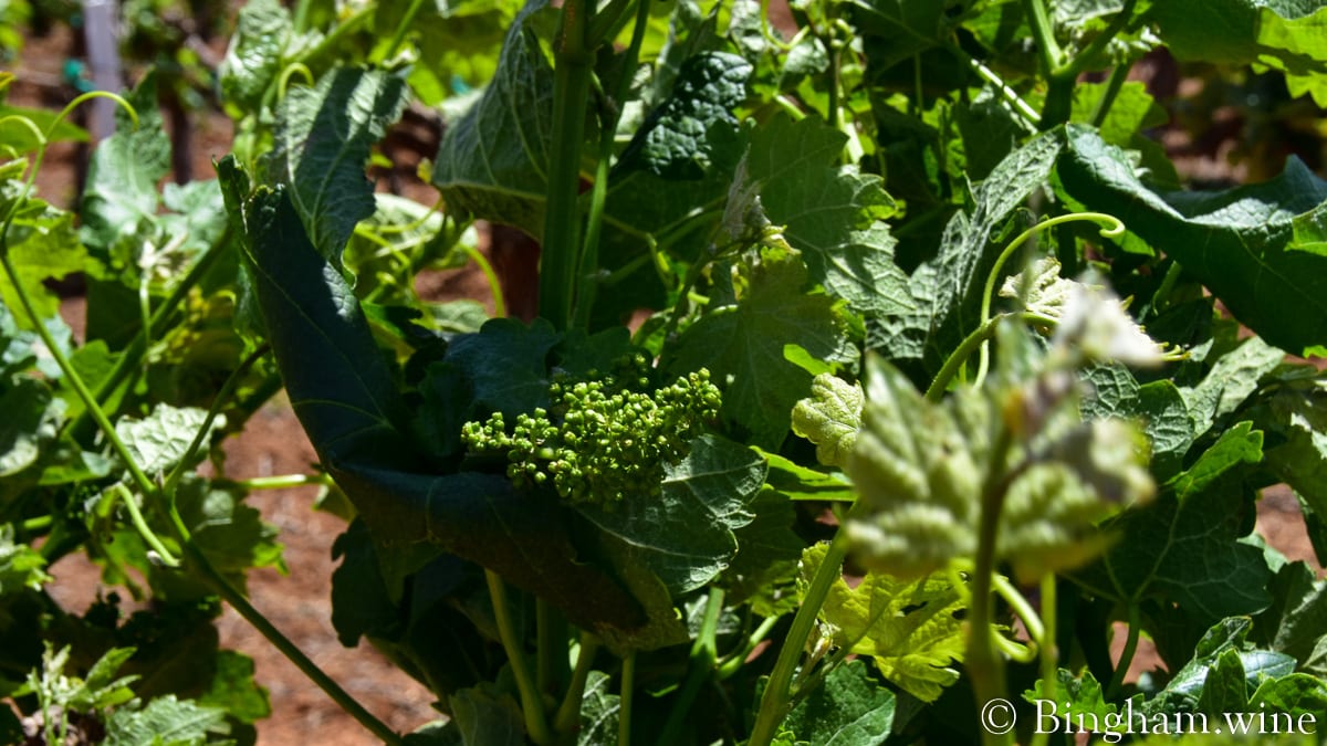 20.05.08_Tempranillo_012-1200x67516x9-1 | Bingham Family Vineyards baby grapes on the vine at bingham family vineyards meadow Texas