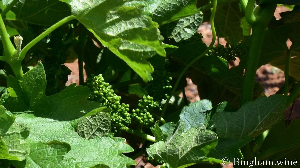 20.05.08_Tempranillo_016-1200x67516x9-1 | Bingham Family Vineyards baby grapes on the vine at bingham family vineyards meadow Texas