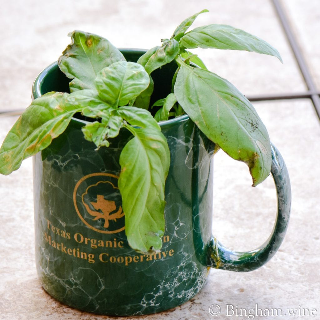 20.05.18_Basil-Oregano_011.1200.web.1x1 | Bingham Family Vineyards basil in a mug