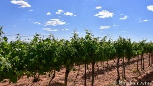 vineyards at bingham family vineyards meadow Texas