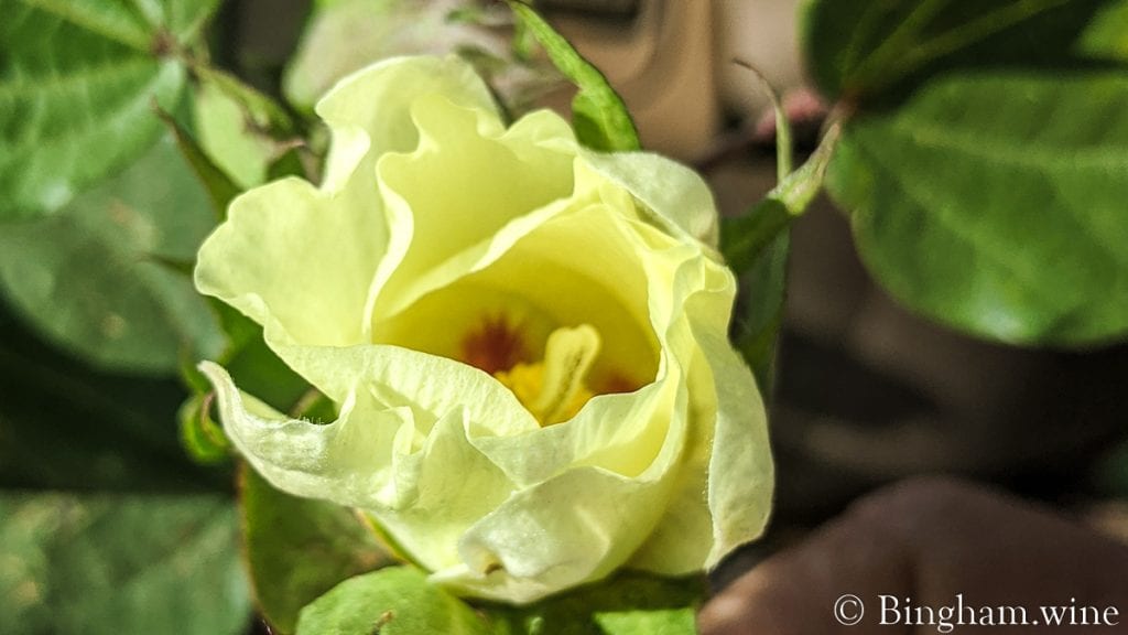 cotton bloom