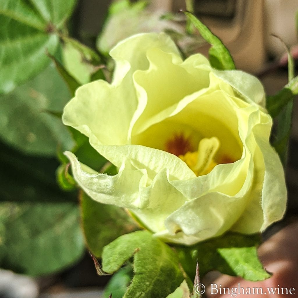 20.06.28_pimacottonCliff_002.1200.web_.1x1-2 | Bingham Family Vineyards cotton bloom