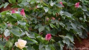 blossoming cotton plants at bingham family vineyards meadow vineyard