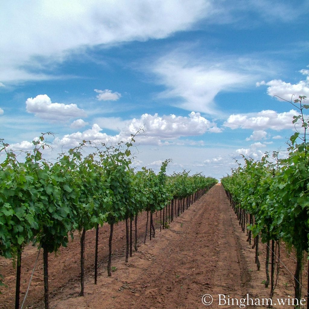 09 05 30 010.1200.web.1x1 | Bingham Family Vineyards vineyard row at Bingham Family Vineyards in Meadow, Texas