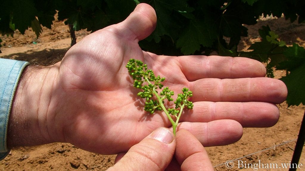 09-05-30-013-1200-web-16x9-1 | Bingham Family Vineyards baby grape in a mans hands