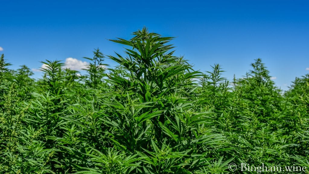 20.08.01_Hemp_003-1200-web-16x9 | Bingham Family Vineyards field of hemp bingham family vineyards meadow Texas