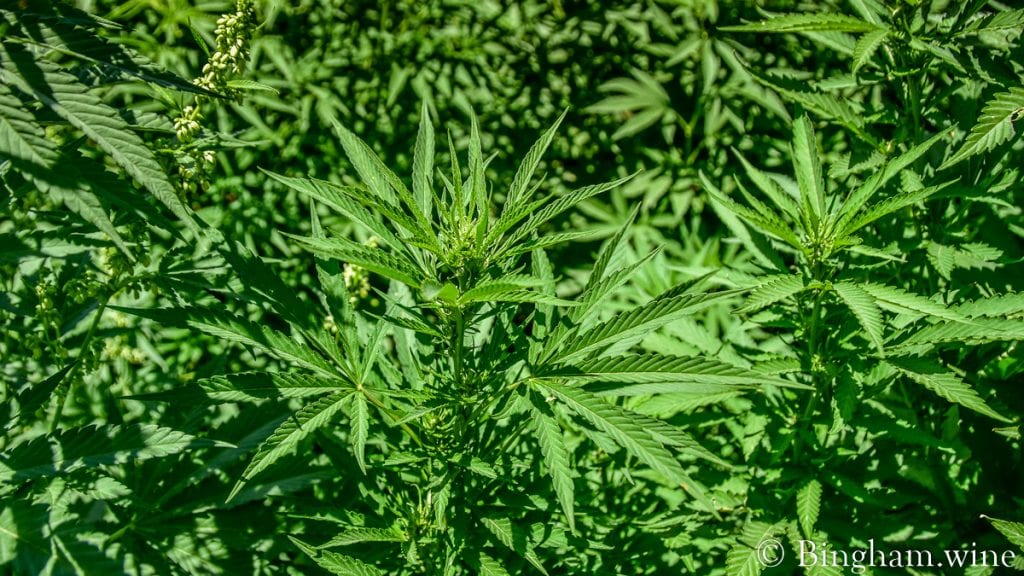 20.08.01_Hemp_004-1200-web-16x9 | Bingham Family Vineyards field of hemp bingham family vineyards meadow Texas