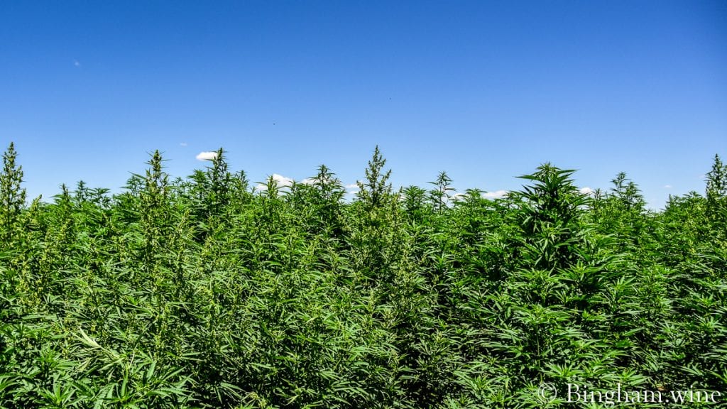 20.08.01_Hemp_006-1200-web-16x9 | Bingham Family Vineyards field of hemp bingham family vineyards meadow Texas