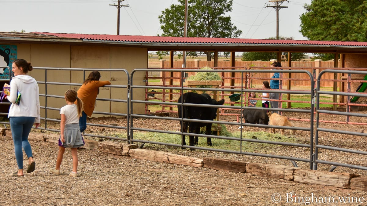 farm animal at Wolfforth farmers market