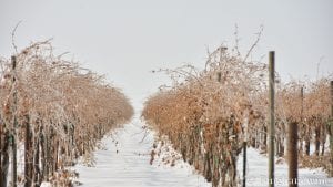 Vines at Bingham Family Vineyards covered with ice and snow