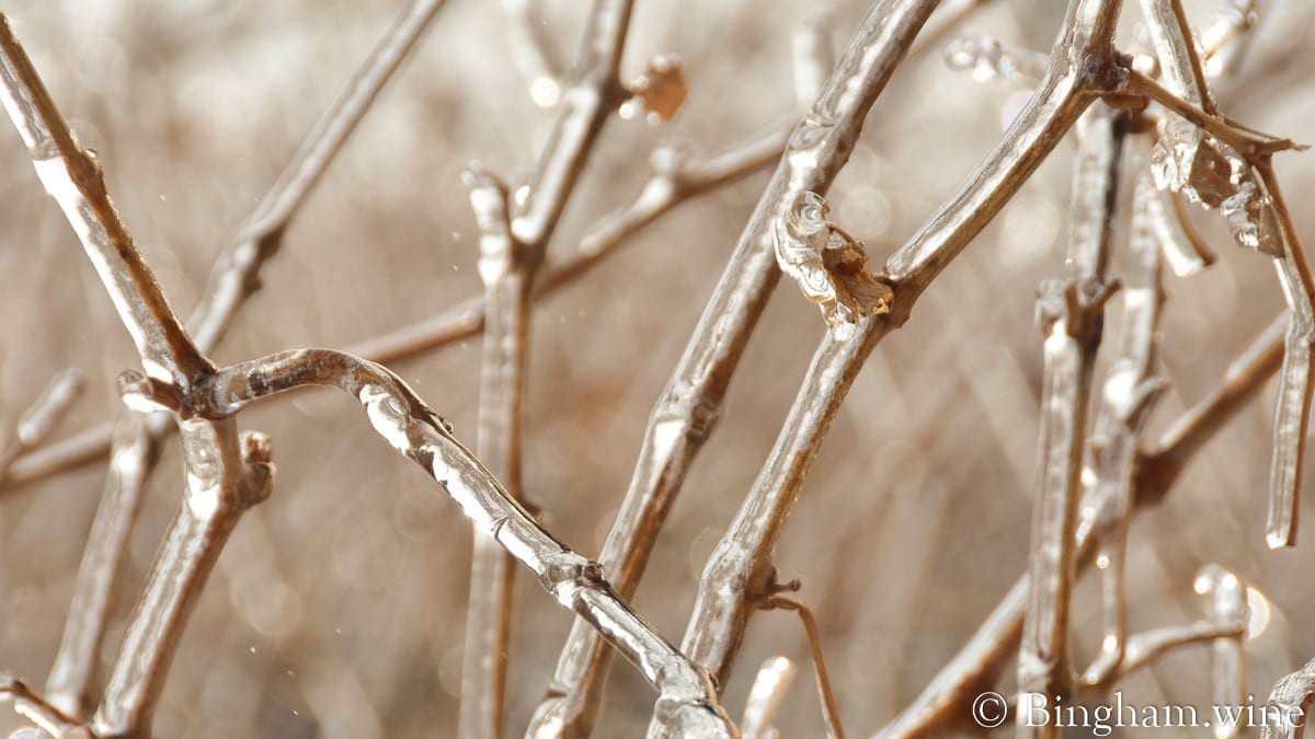 ice on vines at Bingham Family Vineyards