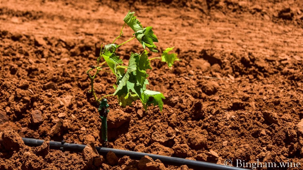 21.05.21_plantingliveVines_004-1080-web-16x9 | Bingham Family Vineyards live grapevine just planted