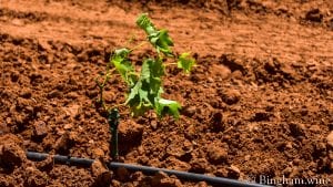 live grapevine just planted