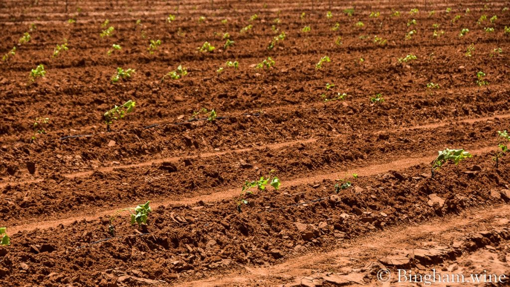21.05.21_plantingliveVines_007-1080-web-16x9-1 | Bingham Family Vineyards baby grape plants bingham family vineyards meadow Texas