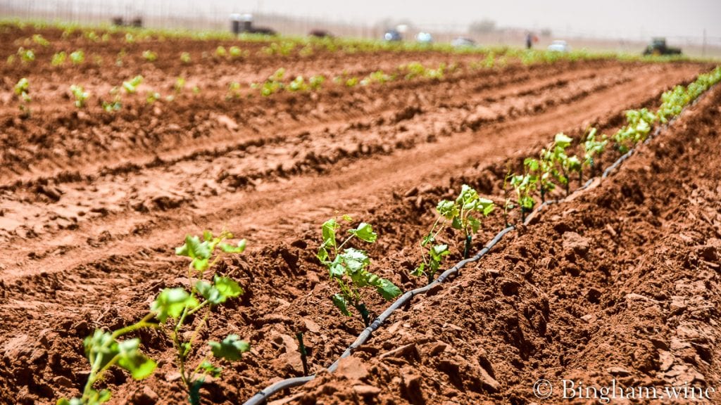 21.05.21_plantingliveVines_011-1080-web-16x9-1 | Bingham Family Vineyards baby grape plants bingham family vineyards meadow Texas