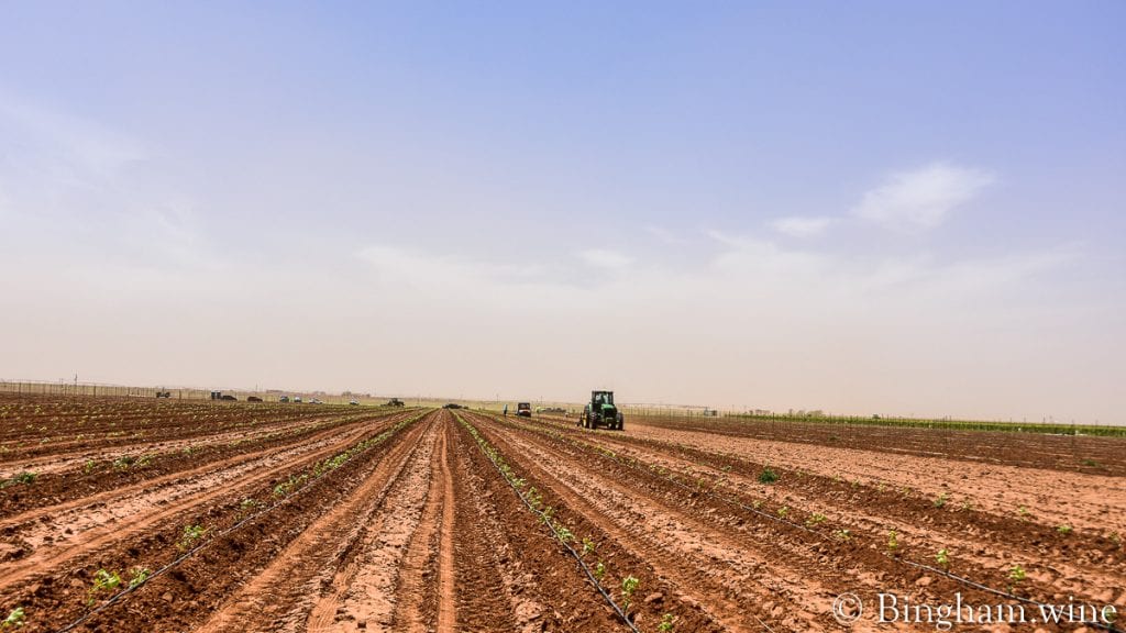 21.05.21_plantingliveVines_016-1080-web-16x9-1 | Bingham Family Vineyards planting vineyards bingham family vineyards meadow Texas