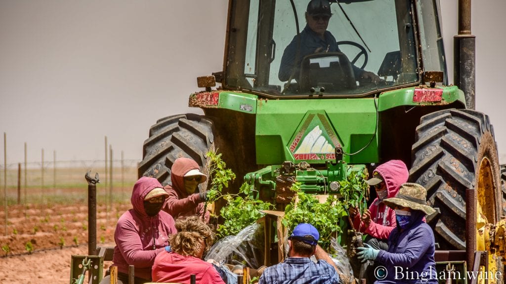 21.05.21_plantingliveVines_027-1080-web-16x9-1 | Bingham Family Vineyards planting vineyards bingham family vineyards meadow Texas