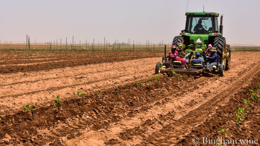 21.05.21_plantingliveVines_028-1080-web-16x9-1 | Bingham Family Vineyards planting vineyards bingham family vineyards meadow Texas