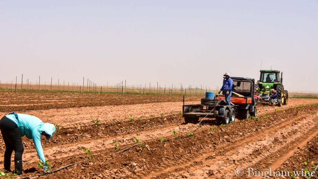 21.05.21_plantingliveVines_029-1080-web-16x9-1 | Bingham Family Vineyards people putting drip water systems into vineyards bingham family vineyards meadow Texas