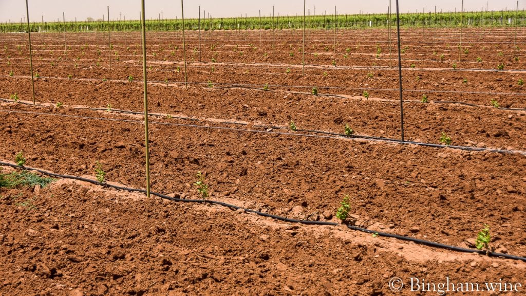 21.05.21_plantingliveVines_033-1080-web-16x9-1 | Bingham Family Vineyards baby grape plants bingham family vineyards meadow Texas