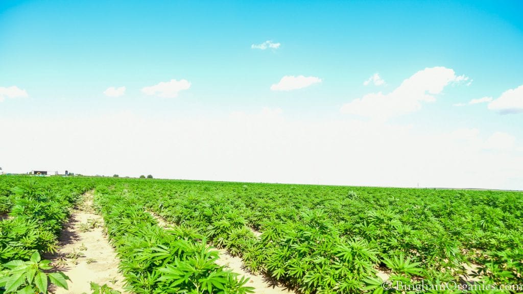 21.07.04_hemp_002-1200-web-16x9 | Bingham Family Vineyards Organic hemp growing at BinghamOrganics.com