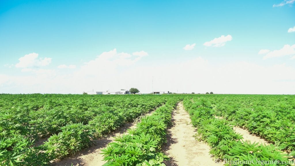 21.07.04_hemp_004-1200-web-16x9 | Bingham Family Vineyards Organic hemp growing at BinghamOrganics.com