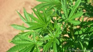 Organic hemp growing at BinghamOrganics.com