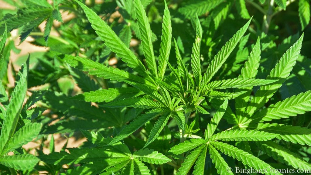 21.07.04_hemp_008-1200-web-16x9 | Bingham Family Vineyards Organic hemp growing at Bingham Farm.