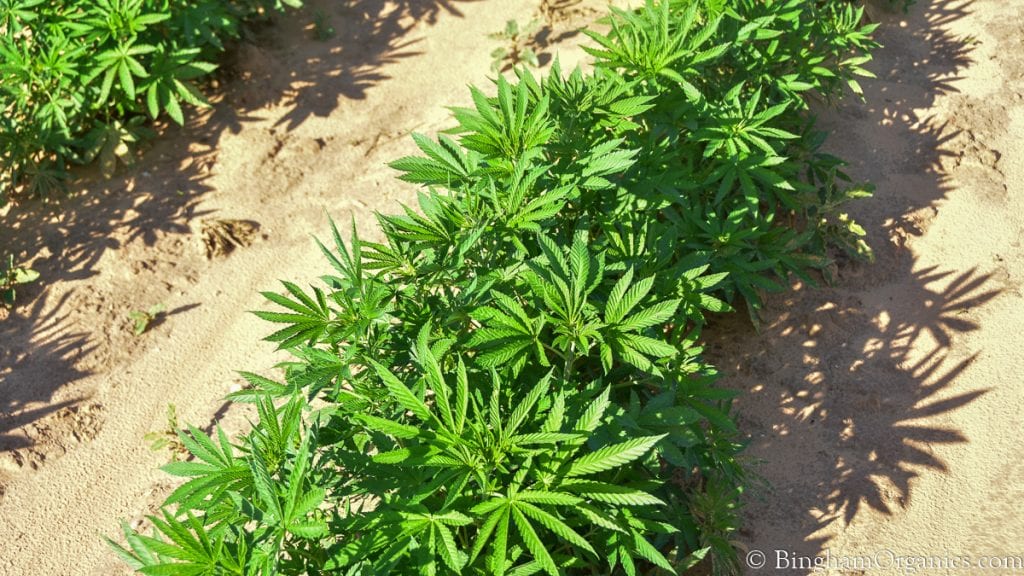 21.07.04_hemp_009-1200-web-16x9 | Bingham Family Vineyards Organic hemp growing at Bingham Farm.