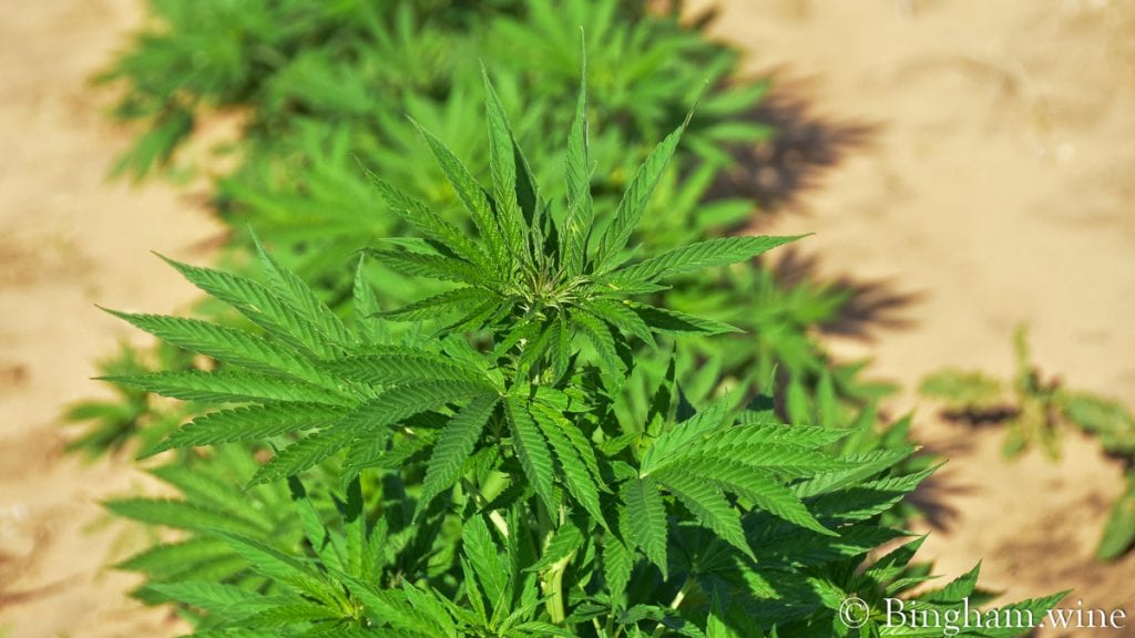 21.07.04_hemp_011-1200-web-16x9 | Bingham Family Vineyards Organic hemp growing at BinghamOrganics.com