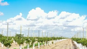 young vineyards plants in rows with grow tubes on them