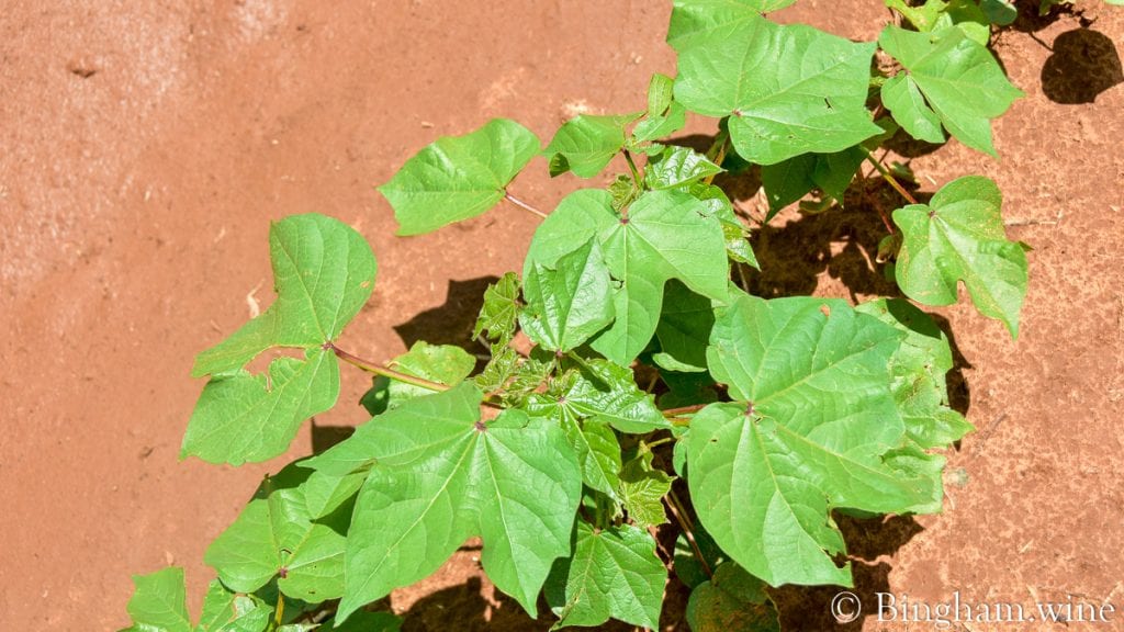 cotton plant in a field bingham family vineyard meadow Texas