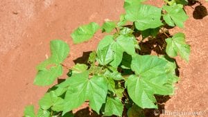 cotton plant in a field bingham family vineyard meadow Texas