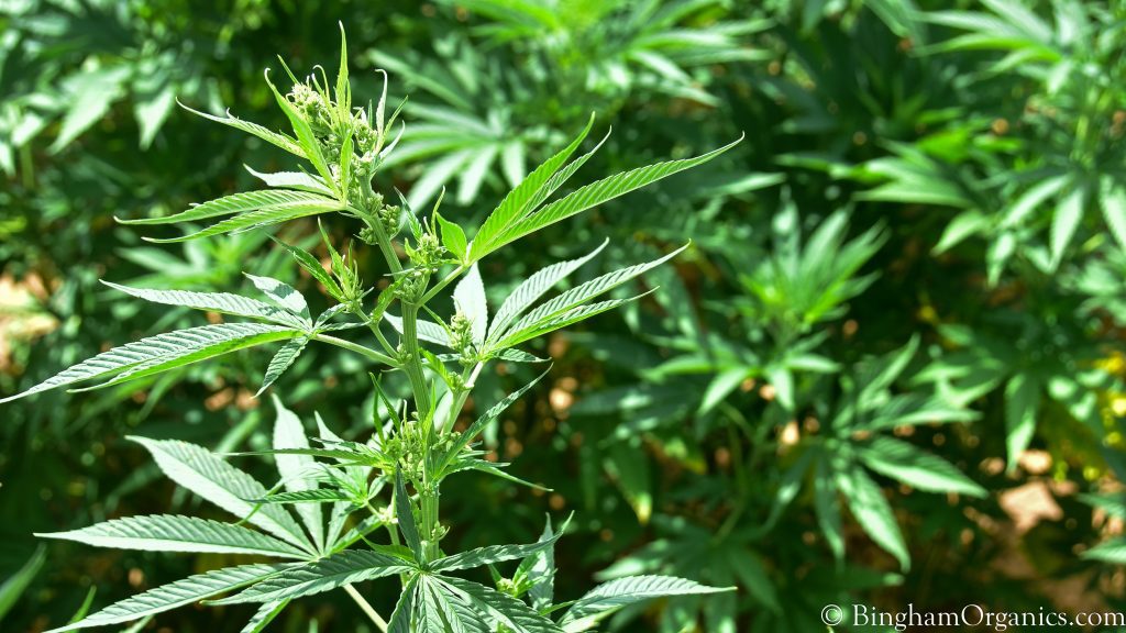 hemp field bingham family organics meadow Texas