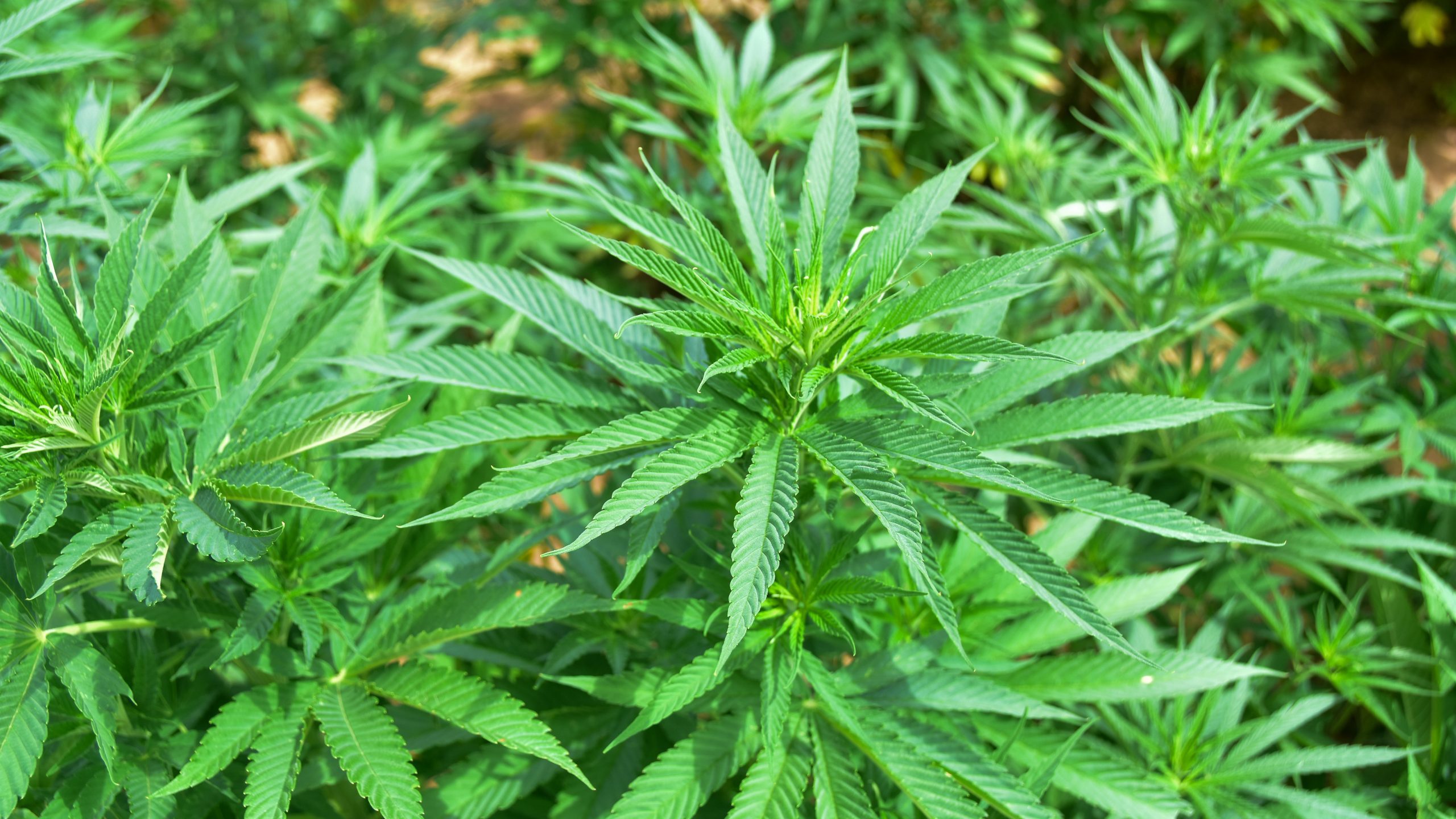 Organic hemp plant growing at Bingham Family Vineyards and Farm