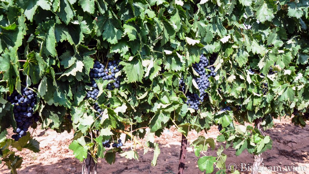 10.08.30_grapes_024-1200-web-16x9-1 | Bingham Family Vineyards red grapes on the vine bingham family vineyards meadow Texas